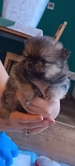 Pomeranian - 2