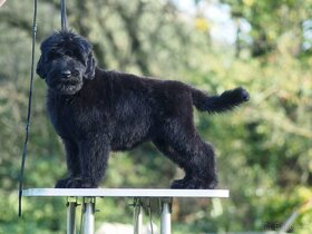 Čierny ruský teriér, šteňa, pes - 2