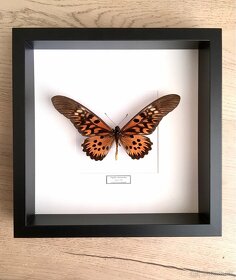 Papilio antimachus v ráme - 2