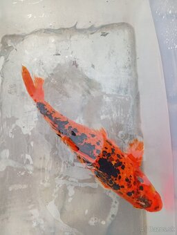Koi kapre - 2