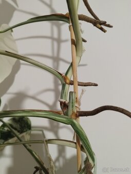 Monstera Albo Variegata a Halfmoon - 2