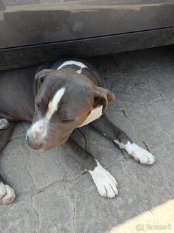 Staffordshire terrier - 2