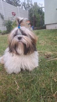 Psík shih tzu s Pp / shi-tzu / shi tzu /shitzu - 2