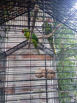 Predám kakariki - 2