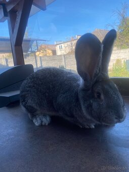 Belgický obor činčilový - 2