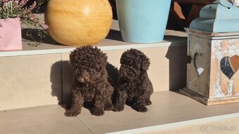 Pudel Toy Pudel pudlík - 2