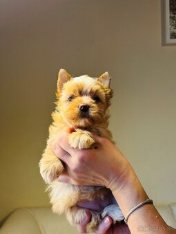 Golddust s PP, Yorkshire s PP, York - 2