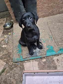 Labrador retriever - 2