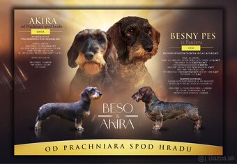 Jazvečík hrubosrstý s PP - 2