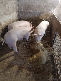 Ošípané cca 140kg - 2