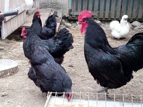 Australorp - 2