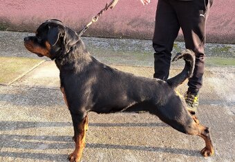 Steniatka rottweilera,rotvajlera,rtw,rotty s PP - 2
