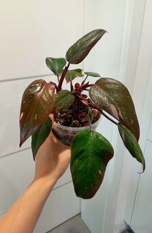 Philodendron pink princess - 2