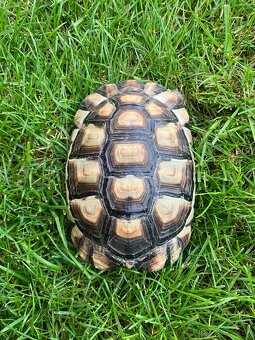 Testudo Marginata - samicka - 2