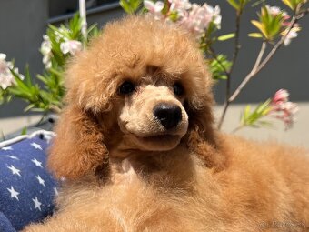 Pudel, pudla, poodle Puppy - 2