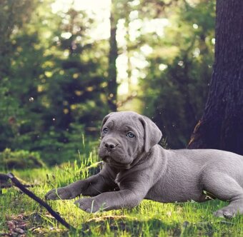 Cane corso s PP /FCI/ - 2
