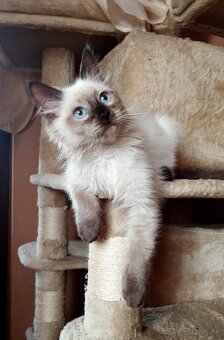 Mačiatko ragdoll - kocúrik - 2
