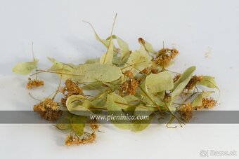 Pieninica sušené byliny 2025 - 2