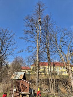 Výrub rizikových stromov,rez ovocných stromov - 2