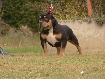 American bully-znížená cena - 2