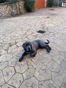 Predám šťeňa Cane Corso - 2