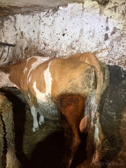 Predám kravu po otelení - 2