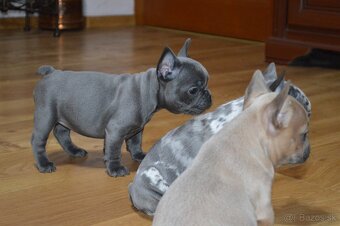 francuzsky buldocek - 2