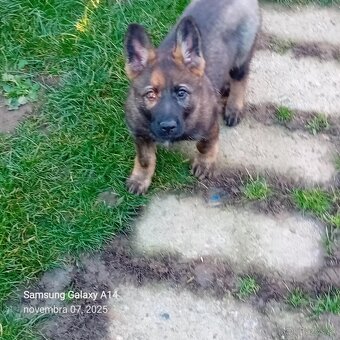 Nemecký ovčiak - 2