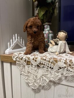 Pudel toy Red ultra mini - 2