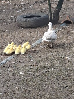 Kačice čínske-pižmové - 2