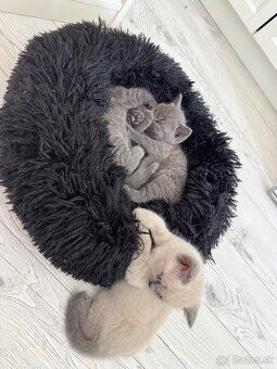 Britska macka ,bristke maciatka - 2
