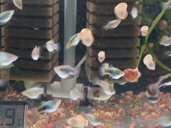 Skalare mramorové-Platy-živorodky-Ampularie - 2
