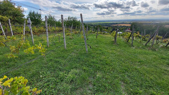 Pozemok o výmere 1333 m2 v Leviciach - Dolné Staré Levice - 2