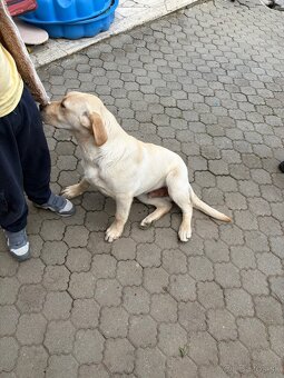 Labradorský retriver - 2
