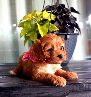 Cavapoo - 2