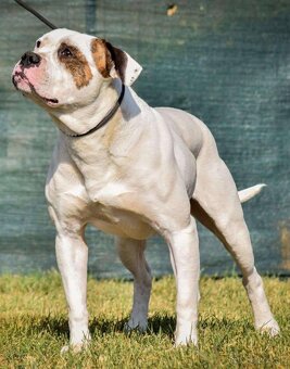 Americky buldog s pp - 2