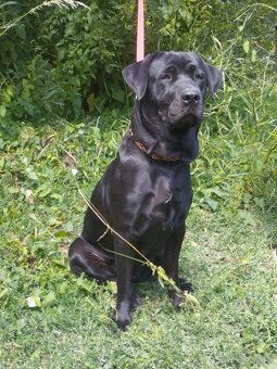 Darujem veselú rodinnú sučku Auru - mix labrador - 2