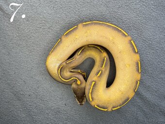 Predam krasne mladata P.Regius-vlastný odchov - 2