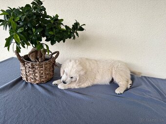 Zlatý retriever - Šteniatko - 2