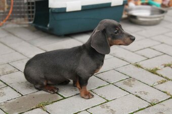 jazvečík trpaslici - 2