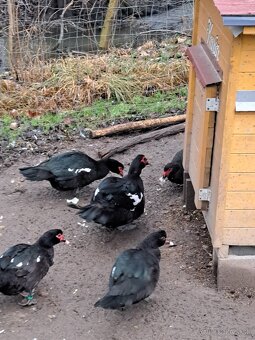 Kačica pižmová - 2