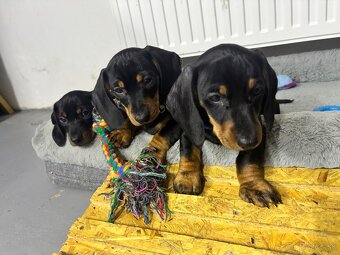 Jazvečík kratkosrstý - 2