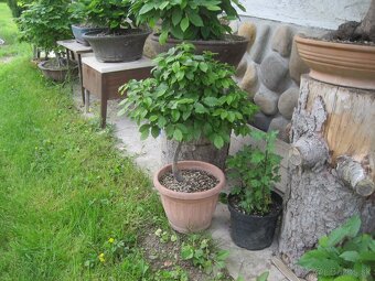 bonsai,bonsaj-hrab 13 - 2