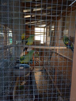 Predám papagáje horské - 2