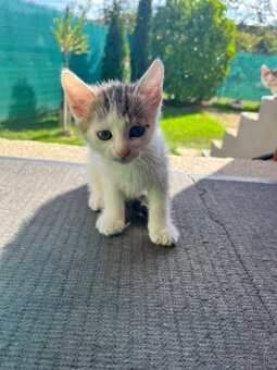 🐾 Darujem mačičky do dobrých rúk 🐾 - 2