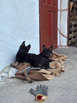 Nemecký ovčiak typu rex - 2