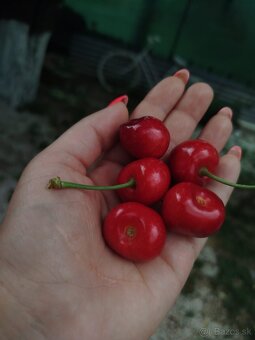 Čerešne - 2