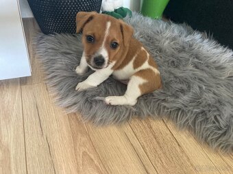 JACK RUSSELL TERIÉR - 2