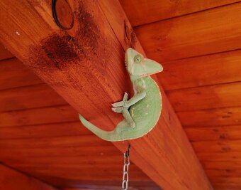 Chameleón - 2