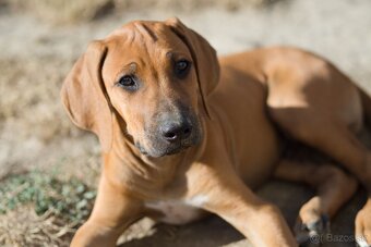 Rodézsky ridgeback šteniatko psík s PP ihneď k odberu - 2